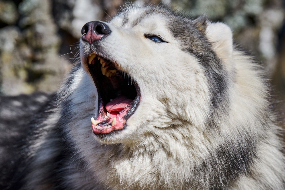 Siberian Husky barking angrily