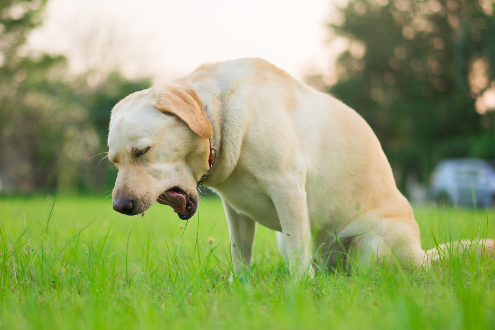 Sick and unhealthy yellow Labrador Retriever dog coughing in a park or Kennel cough symptom