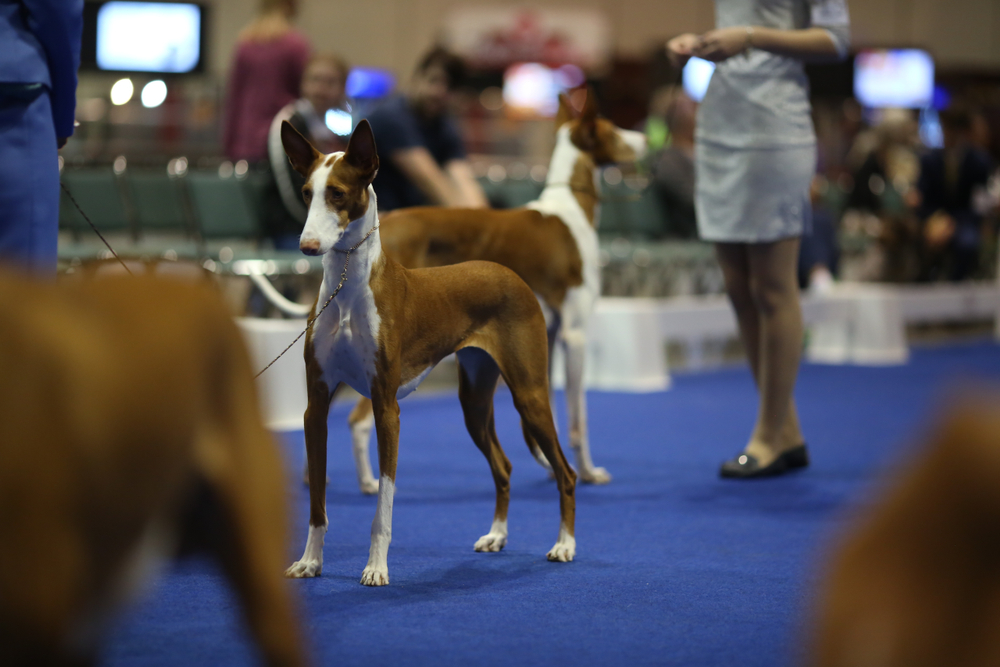 Sighthound Podenco Ibicenco