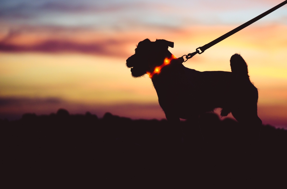 Silhouette of dog on leash wearing LED-light collar against beautiful sunset sky