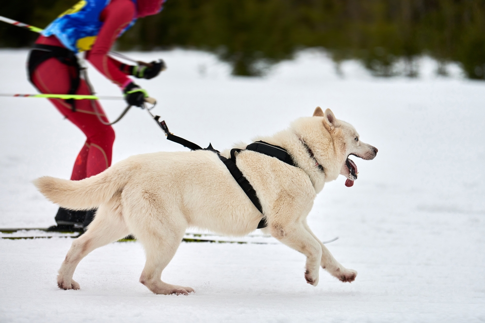 Skijoring dog racing