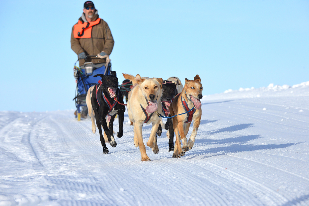 Sled dogs training for race day