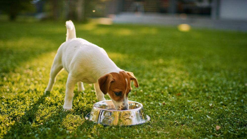 Smooth Fox Terrier puppy drinking water from the bowl outdoors