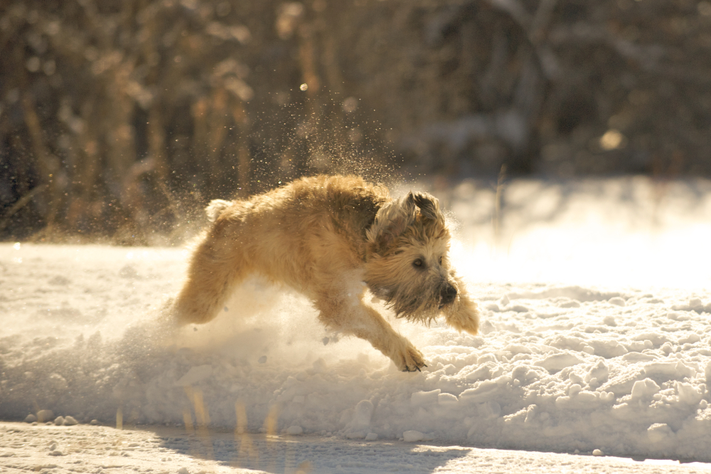 Soft Coated Wheaten Terrier dog having fun running and playing in the snow