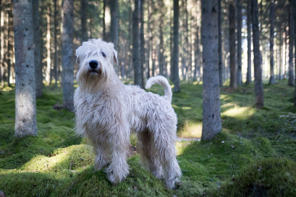 Soft Coated Wheaten Terrier dog outdoors