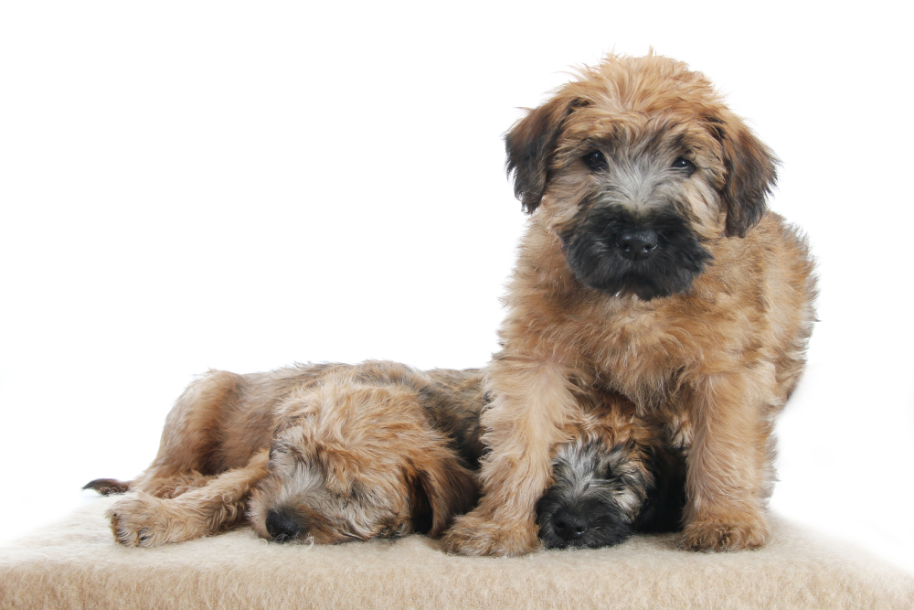 Soft Coated Wheaten Terrier dog puppy