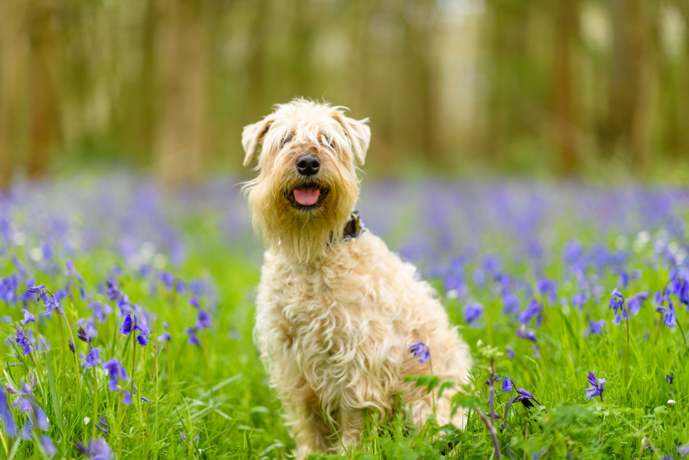 Soft-coated Wheaten Terrier dog sitting in grassy ground and looking at camera
