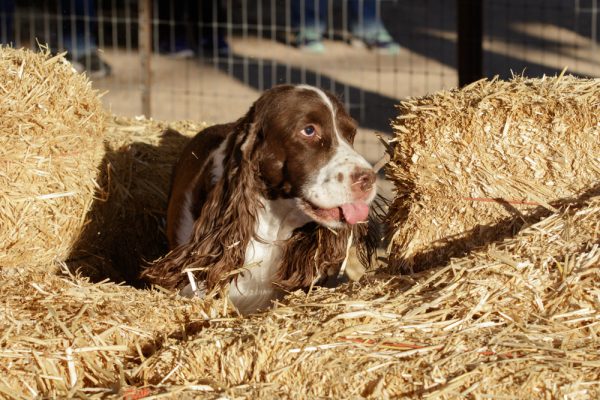 Spring spaniel dog searching barn