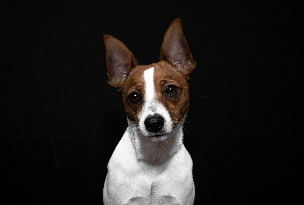 Studio portrait of Australian Tenterfield Terrier dog