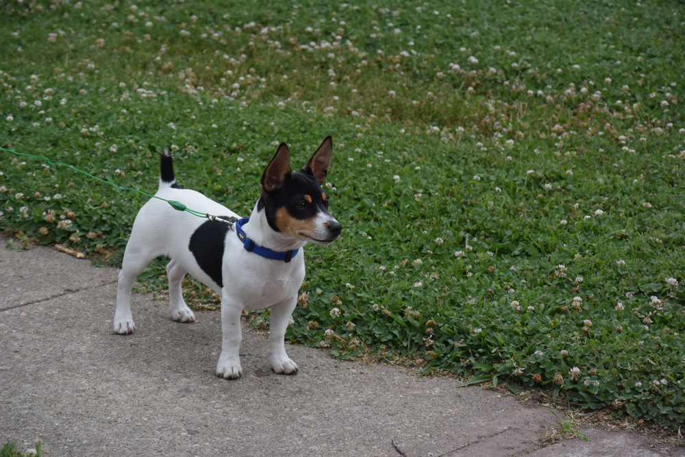 Teddy Roosevelt Rat Terrier Puppy playing