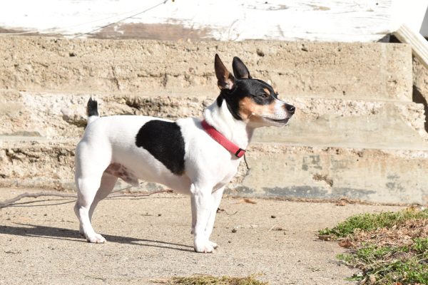 Teddy Roosevelt Terrier