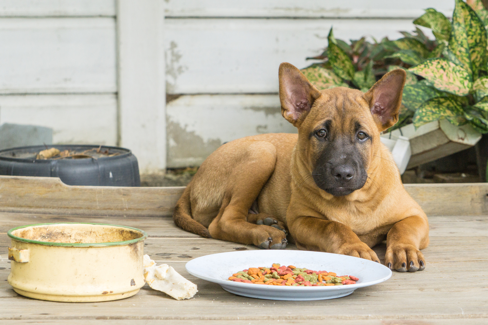 Thai Ridgeback Dog with dog food beside infront