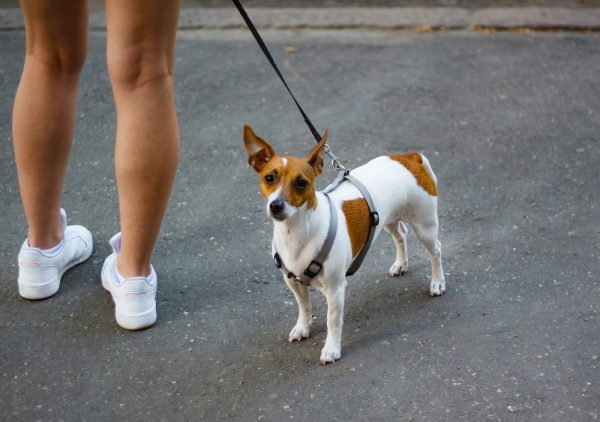 The girl stands on the street with a puppy Teddy Roosevelt Terrier dog leash