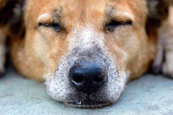 The sleeping dog's nose has a runny nose