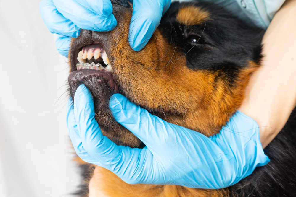 The vet checks the dog braces