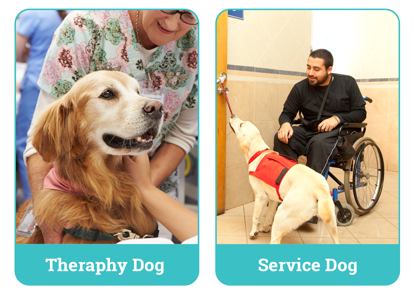 Therapy Dog vs Service Dog side by side