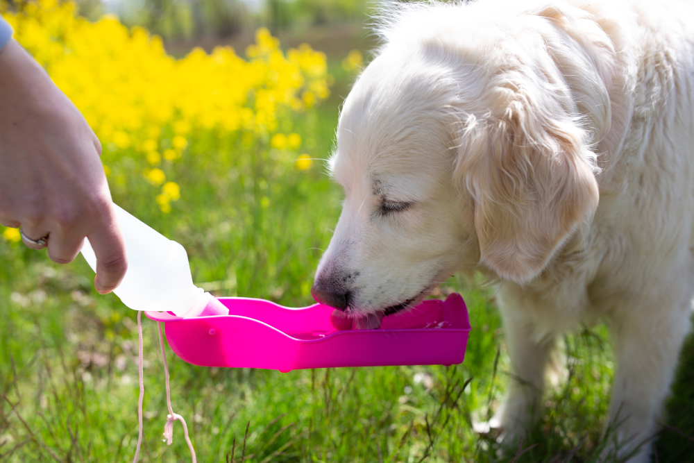 Thirsty dog drinking water from plastic bottle in owner hands