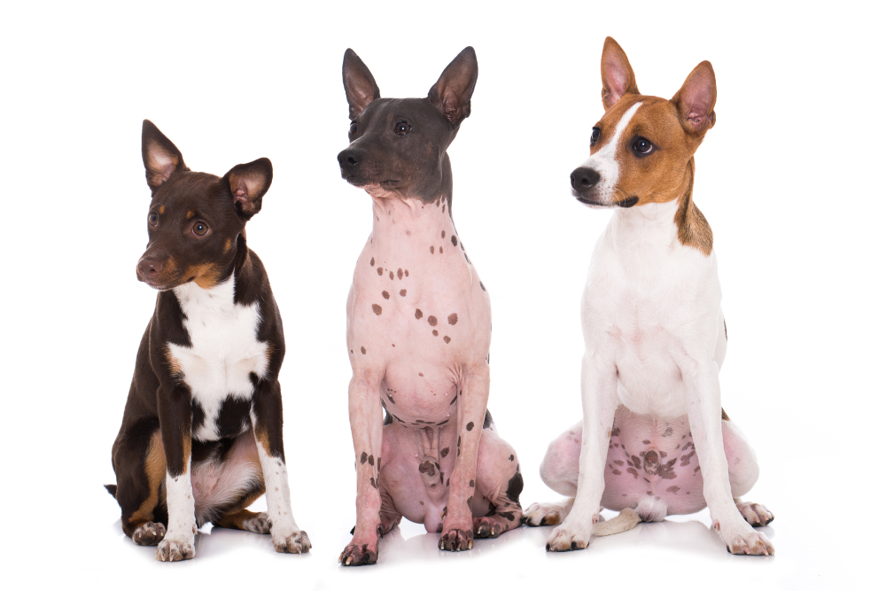 Three american hairless terrier sitting side by side isolated on white background