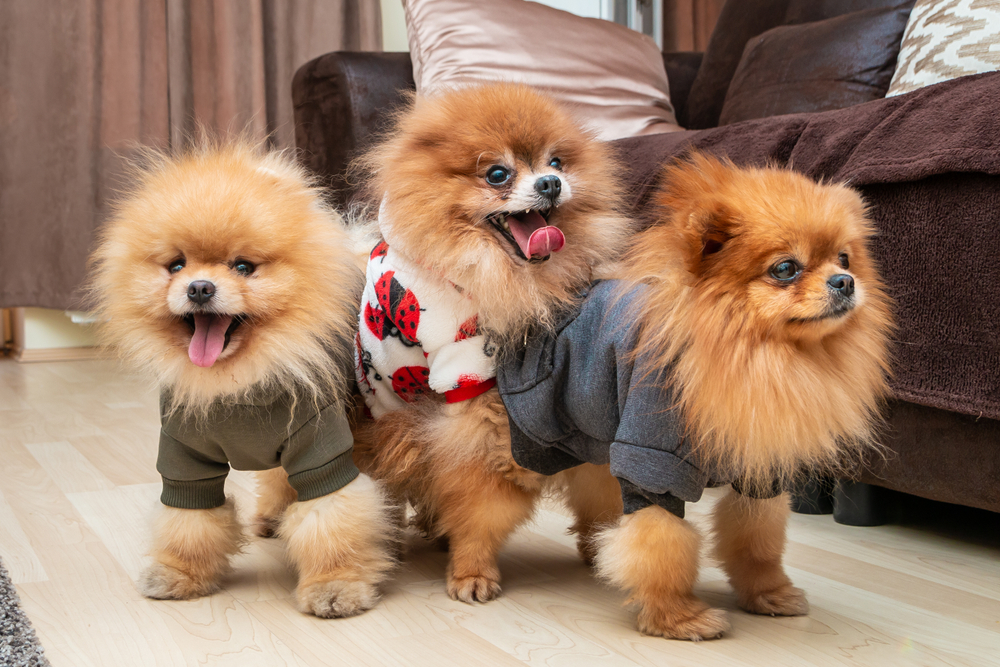 Three cute Pomeranian puppy dogs playing on the floor at home