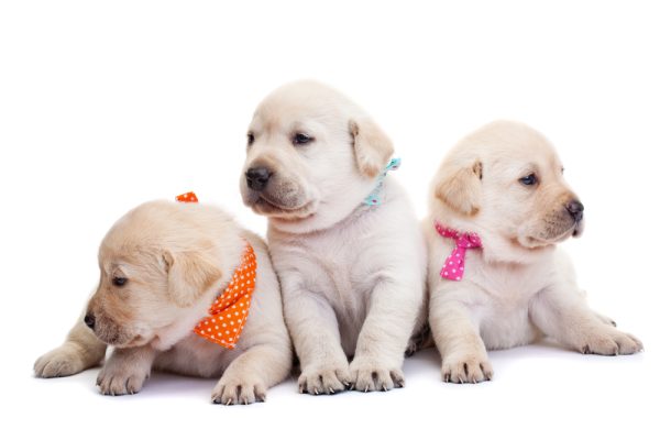 Three puppies with colored scarves