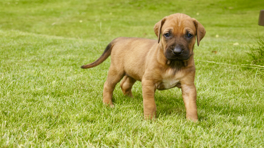 Tosa puppy in the garden