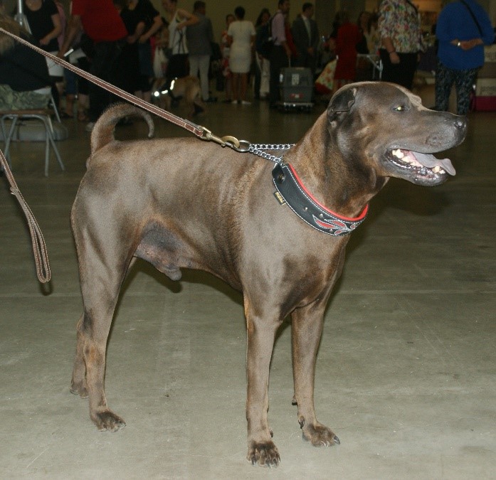 Traditional Shar Pei