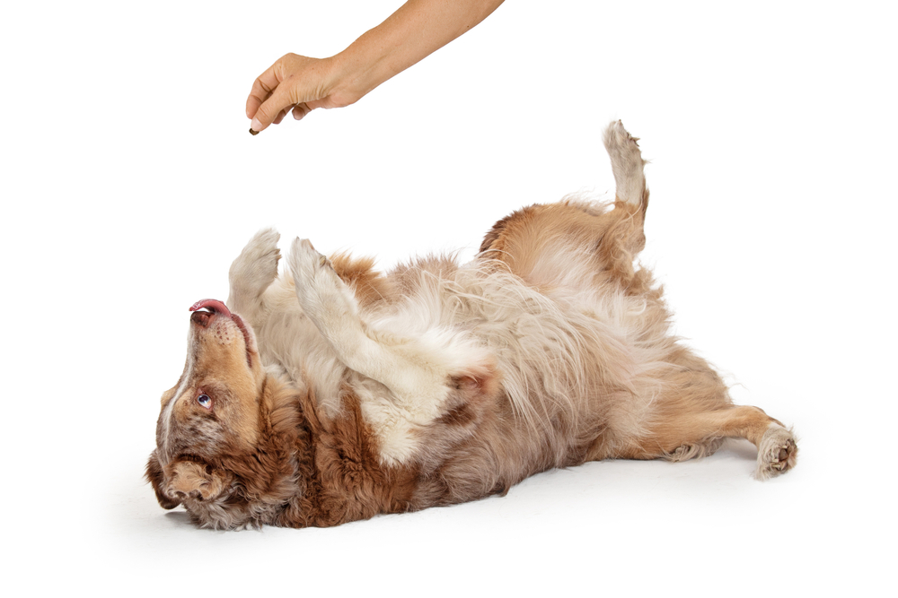 Trainer teaching a dog to roll over and play dead