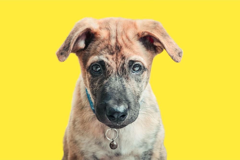 Treeing Tennessee Brindle dog in yellow background