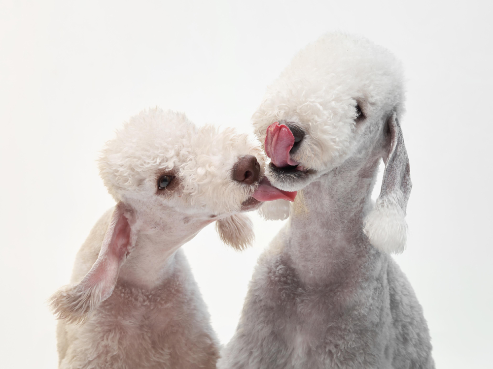 Two White Bedlington terrier kissing