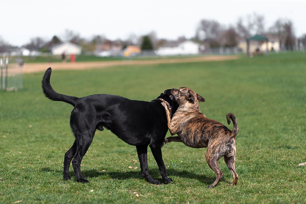 Two dogs black lab mix and Tennessee treeing brindle dog fighting