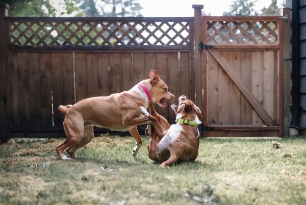 Two dogs playing rough in backyard