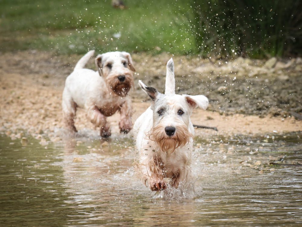 Two white sealyham working terrier dogs running across a river