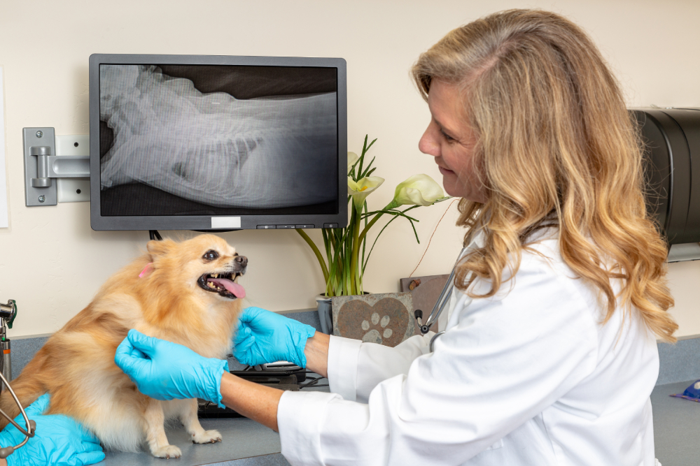 Vet examining dog with xrays on screen in background