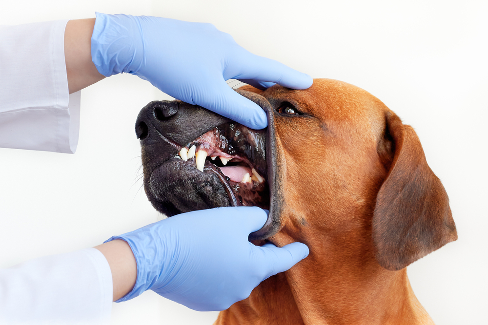 Veterinarian checking dog's teeth