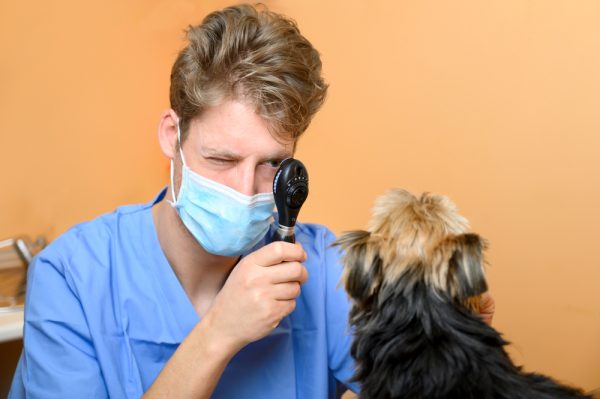 Veterinarian examining dog's eye through ophthalmoscope