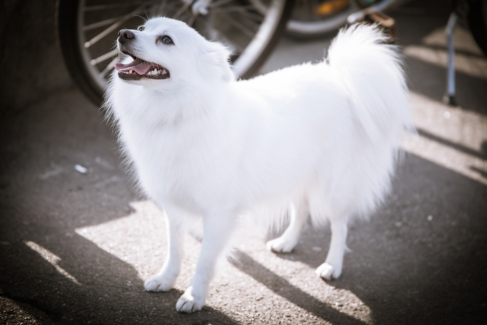 Volpino Italiano dog walks down the street