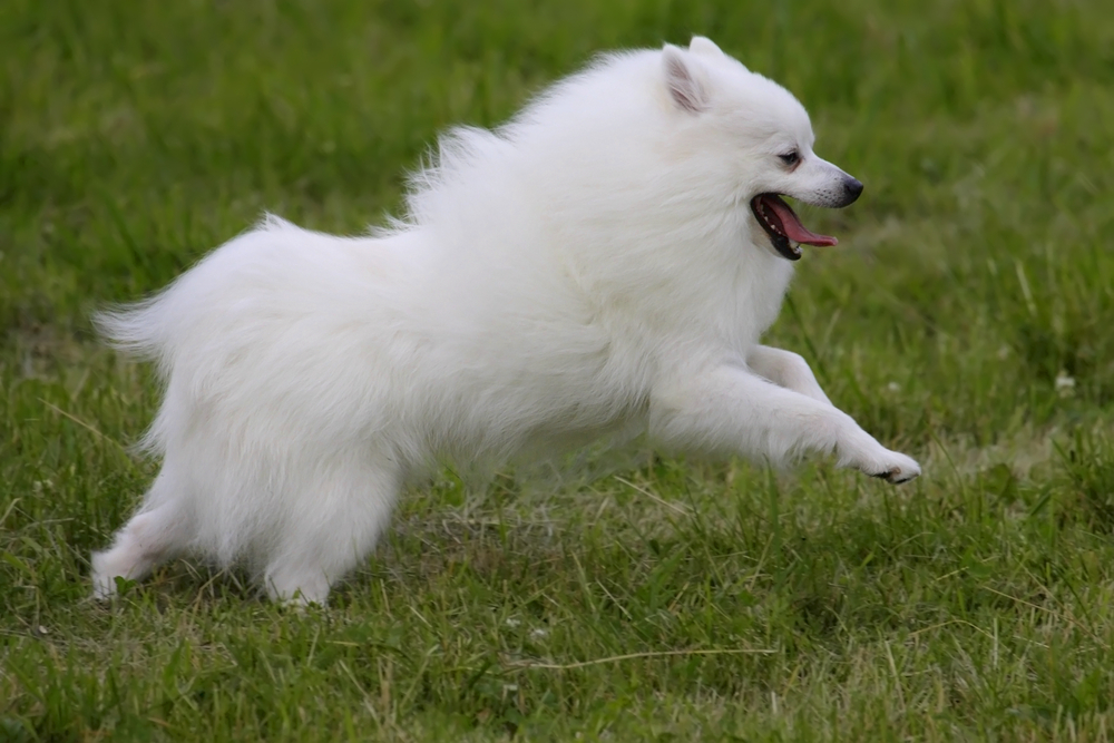 Volpino italiano dog running on grass outdoors