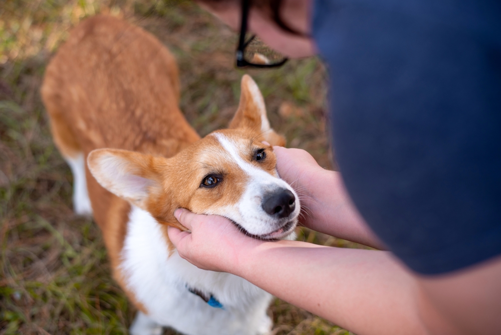 Welsh Corgi dog being petted by owner outside at a park