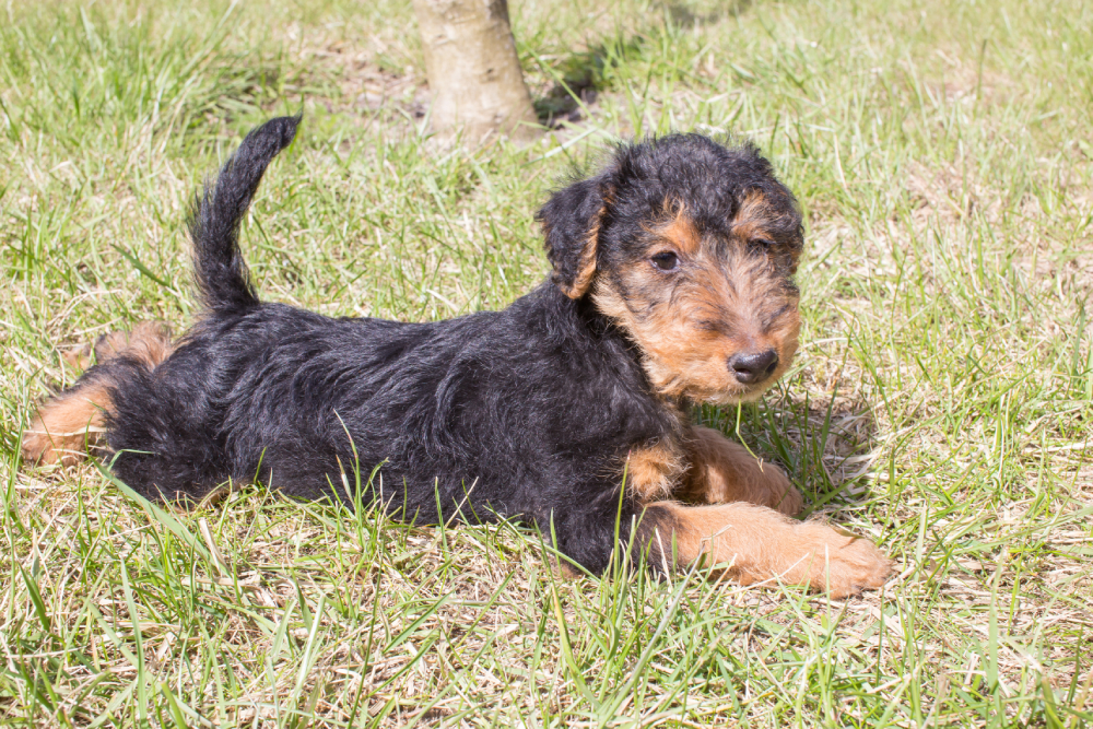 Welsh terrier puppy lying on the grass