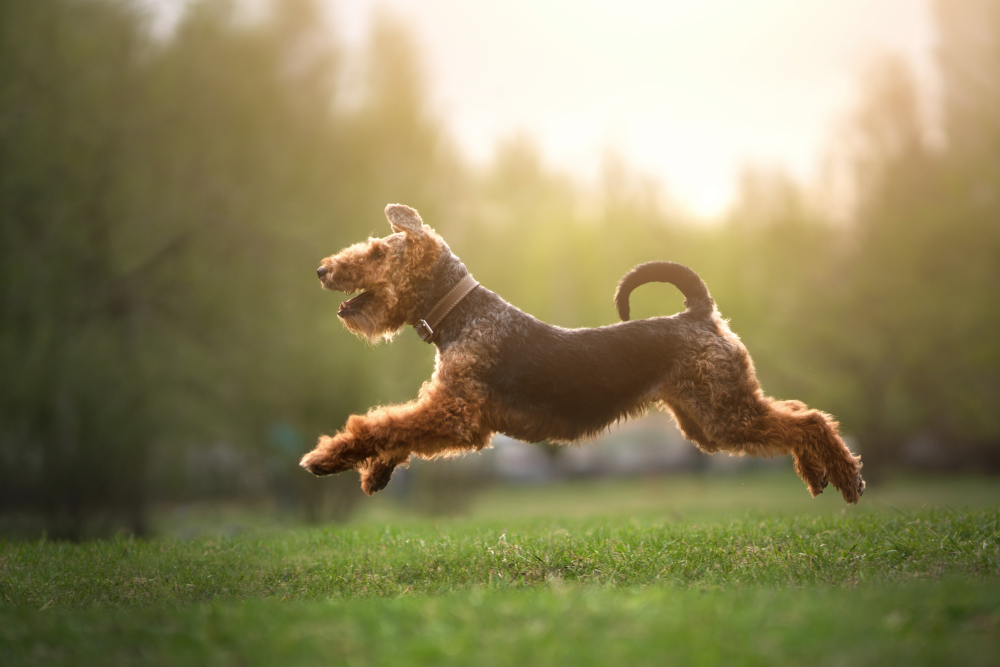 Welsh terrier running outdoors