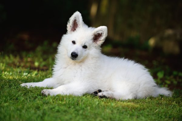White Swiss Shepherd puppy at 10 weeks