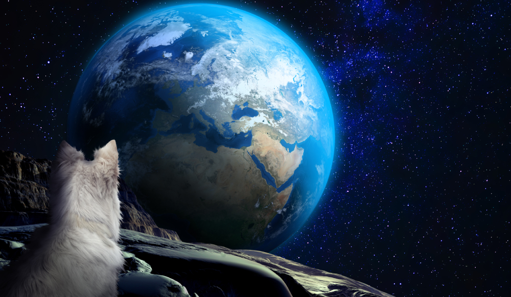 White dog in space on the moon staring at the planet earth