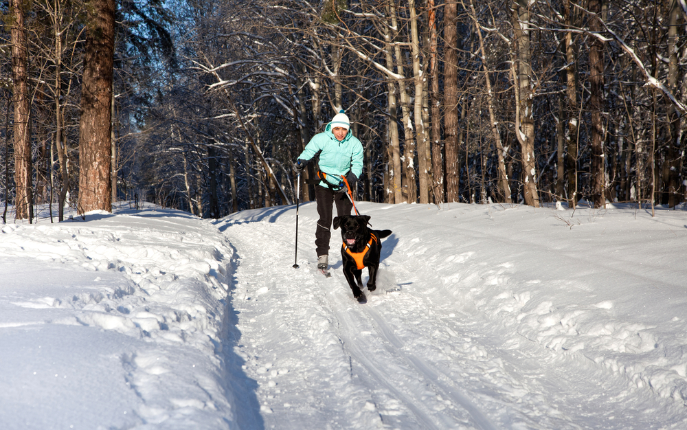 Woman on ski is going for a running dog