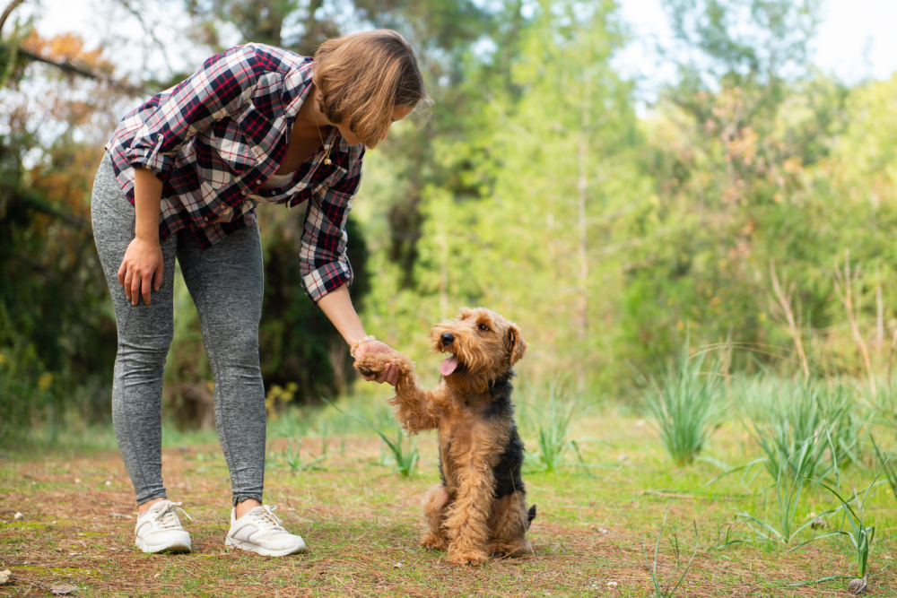 Woman playing or training a Welsh terrier dog