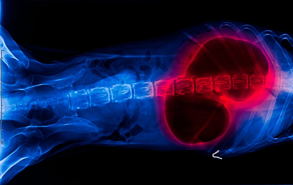 X-ray of dog anterior view red highlight in gastric Dilatation volvulus