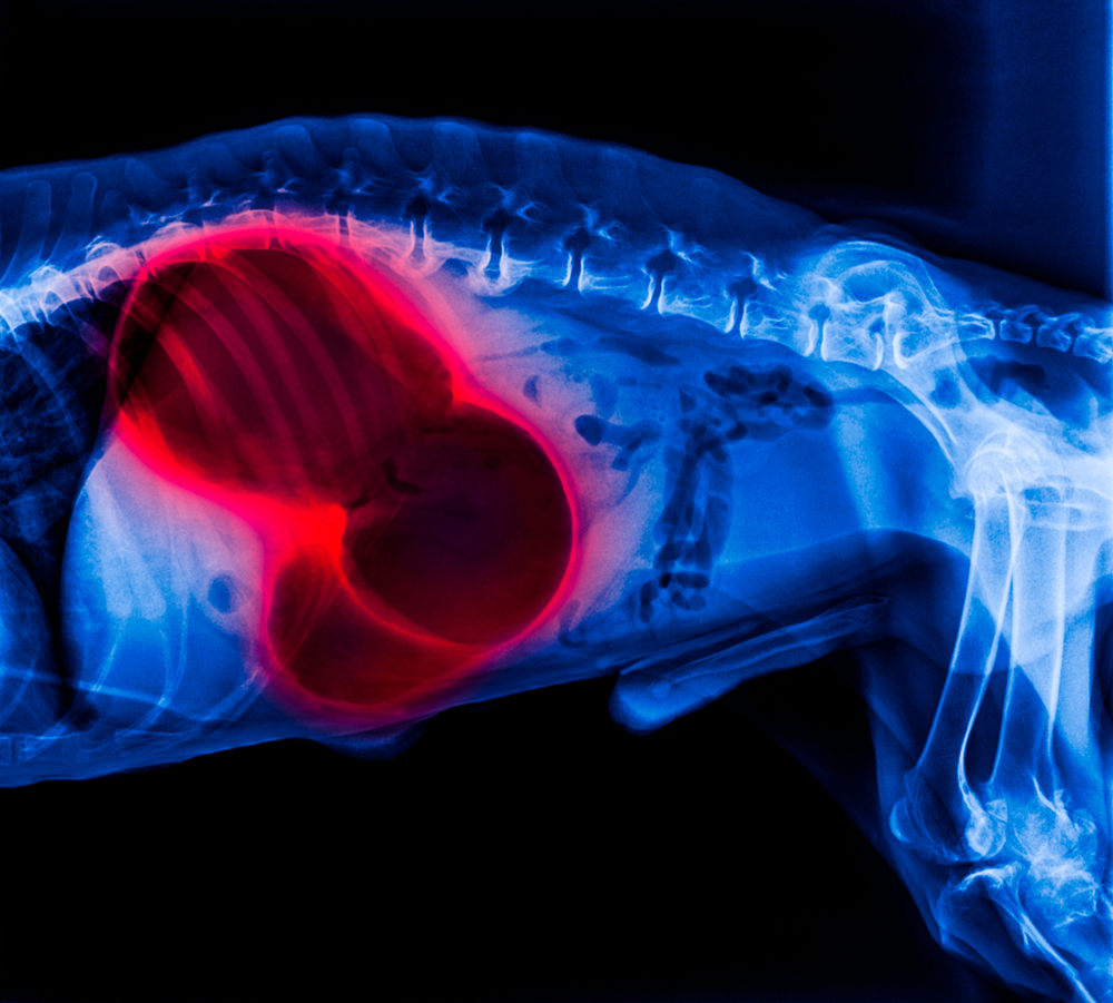 X-ray of dog lateral red highlight in gastric dilatation volvulus stomach twists