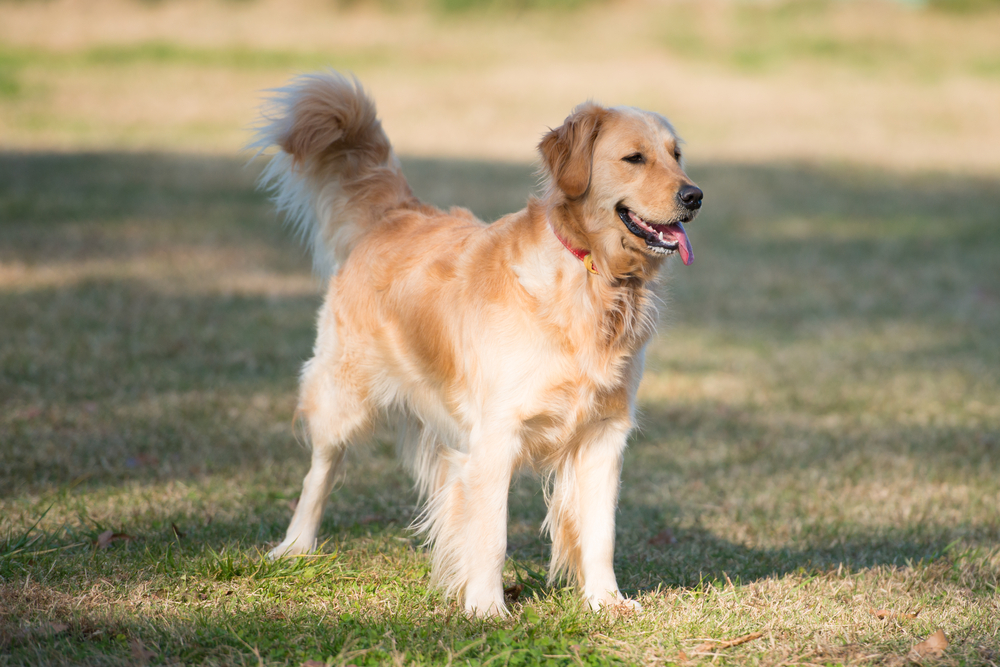 Year-old Golden Retriever in the yard