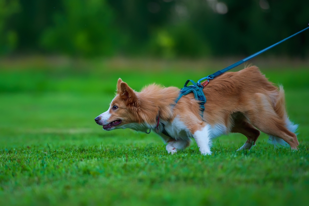 Young Border collie dog in dog harness playing