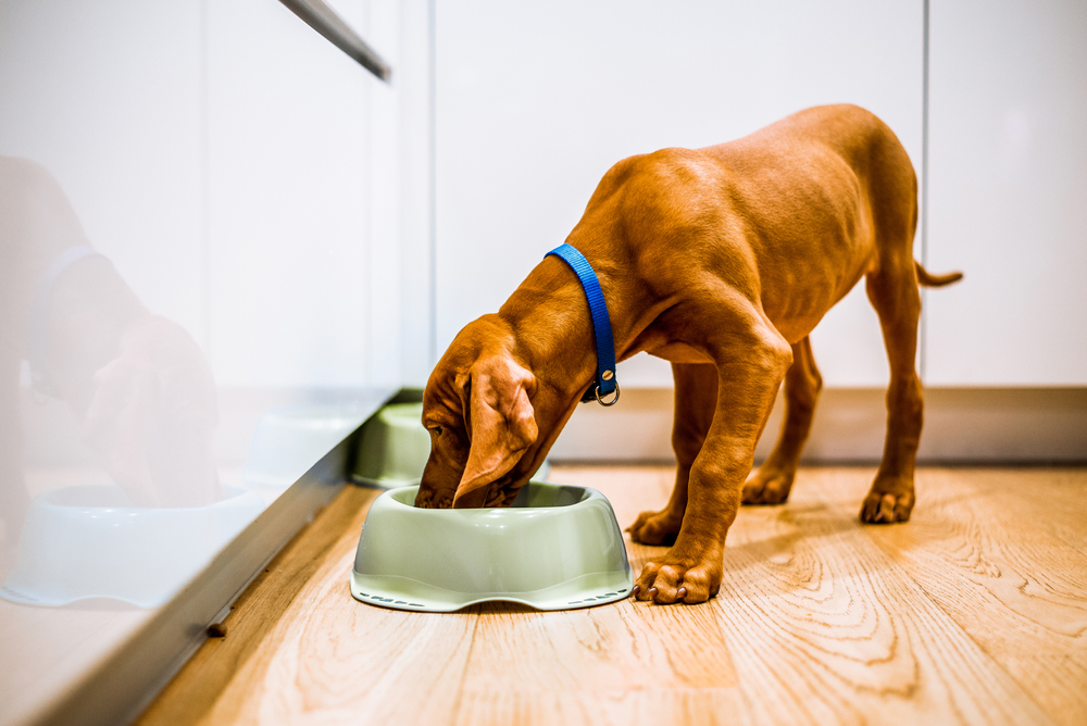 Young brown puppy dog eating from a green bowl in a white kitchen
