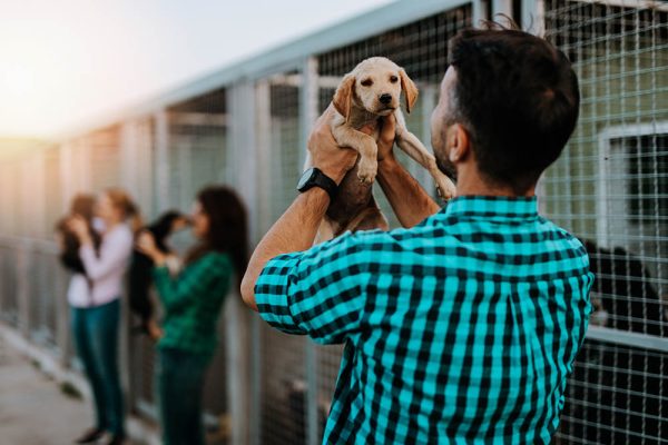 young nice looking couple wants to adopt beautiful dog at animal shelter